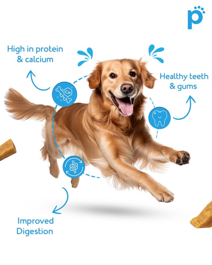 5 Superfoods for a Healthy Pup