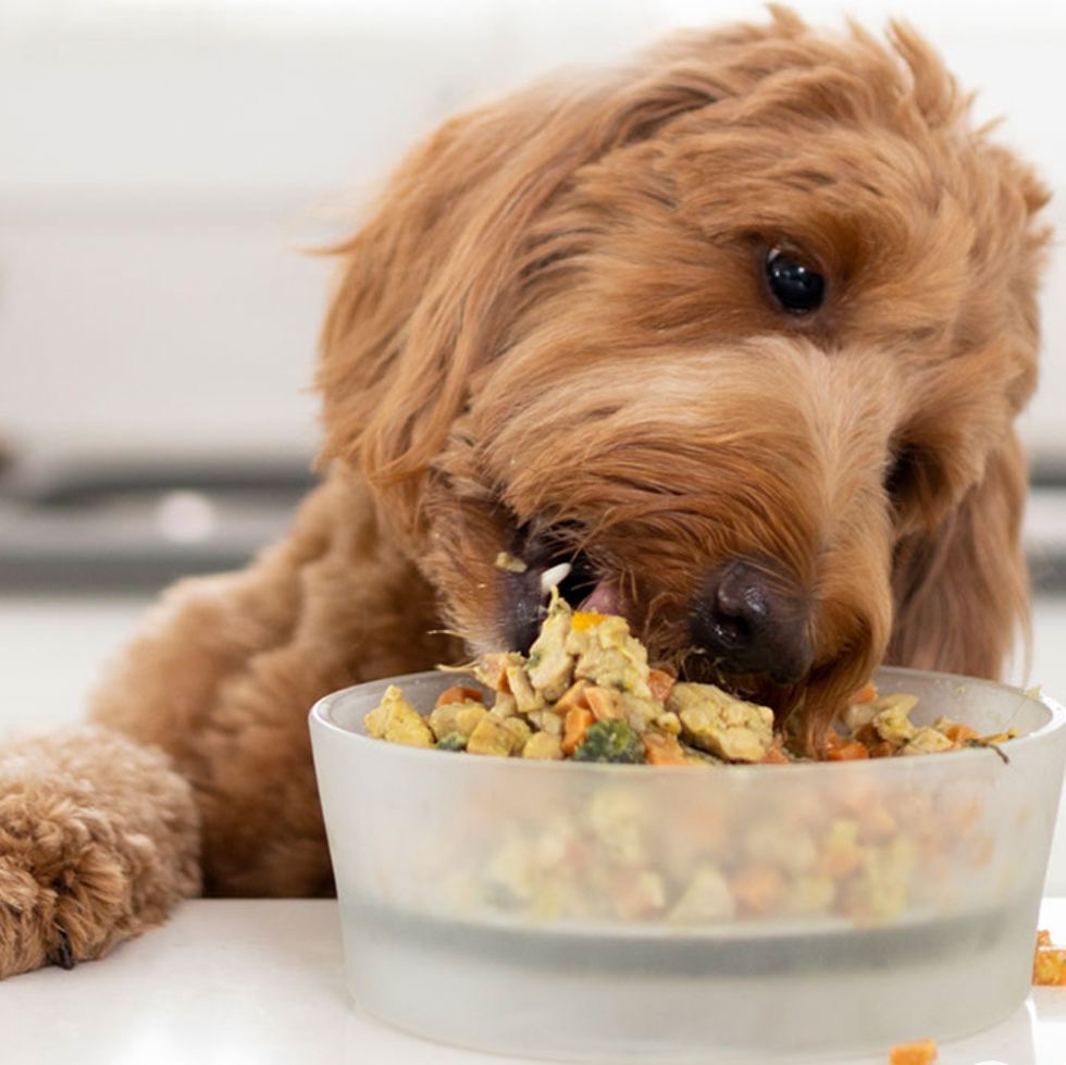 Why Fresh Food is Better Than Packaged Dog Food